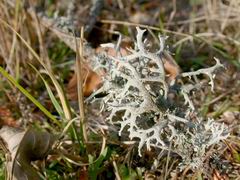 cladonia rangiferina