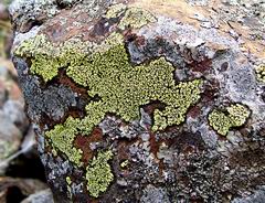 rhizocarpon geografhicum