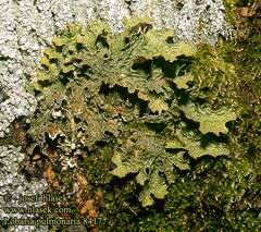lobaria pulmonaria